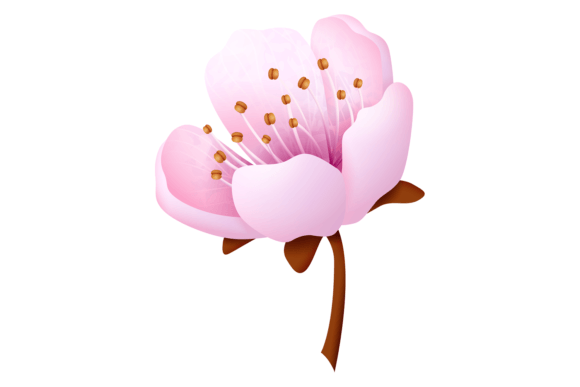 Sakura Blossom: Graphics for Editorial Design